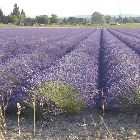 בית הארחה In Guest - La Du Mimosa Donzère